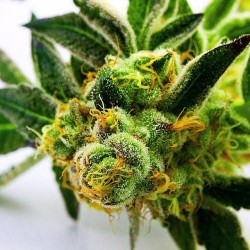 letssmokeloud:  Always dank weedporn by macromob420! Visit LetsSmokeLoud.com for dank weed pics!