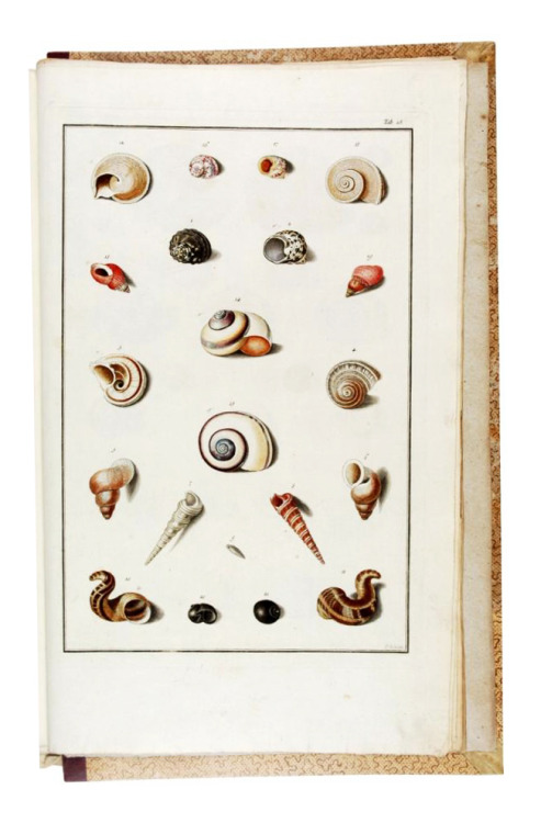 Shells in the imperial collection in Vienna, “Testacea Musei Caesarei Vindobonensis”,1780. Engraved 