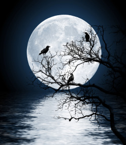 The twelfth night from Samhain and the crows