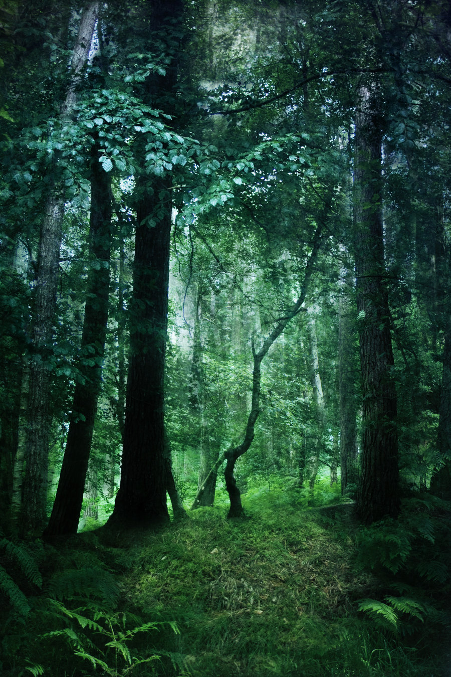 s-o-c-k:  fantasy woodland bg 1 by joannastar-stock 