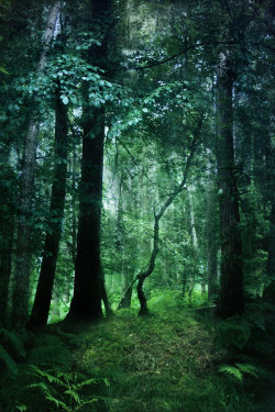 s-o-c-k:  fantasy woodland bg 1 by joannastar-stock