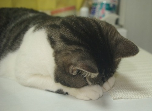 「正直すまんかった・・・zzz」　“ごめん寝”を堪能する画像集 - 〓 ねこメモ 〓  Cat sleeping zzz…