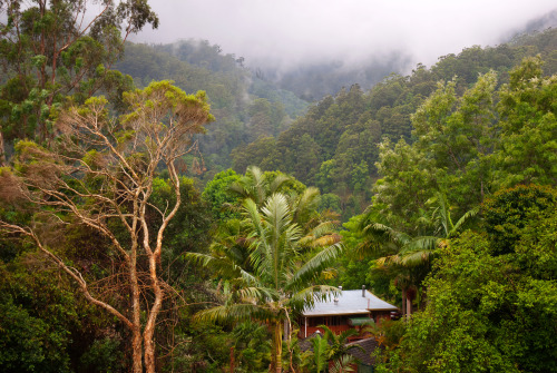 rtwparenting:  Rain forest around Nimbin, Australia