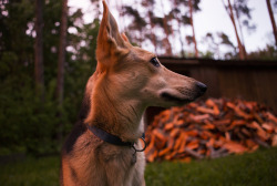 Handsomedogs:  Our Mix, Sändi, Looking Beautiful As The Sun Sets.