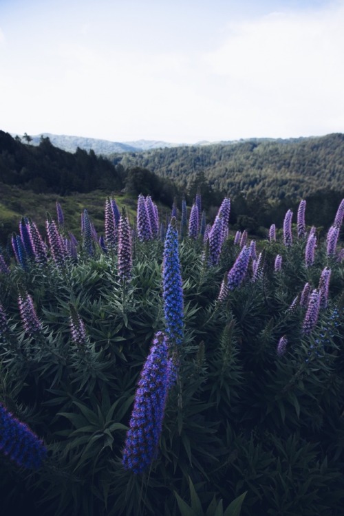 Spring in Northern California.