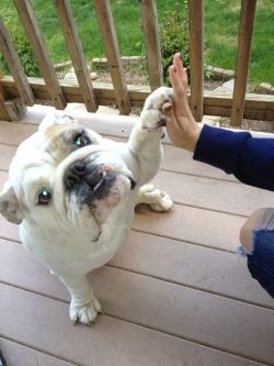 pleatedjeans:  20 Animals That Really Need a High Five Right Now