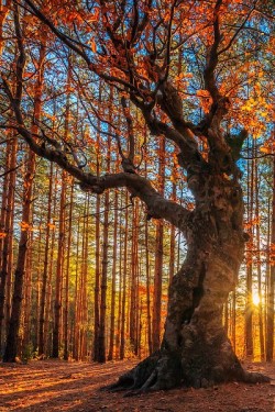 porcvpine:  The King of the Forest by Evgeni Dinev 