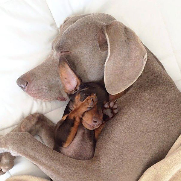 jew-gi-oh:  kaitlifts:  deathbydeadlifts:  YESYESYESYES  puppy pals aw  mademoisellebara