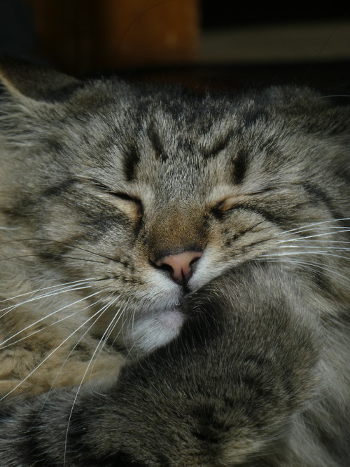 laughing-thrush:Brotchen’s best impersonation of a Pallas cat. Uncanny. 