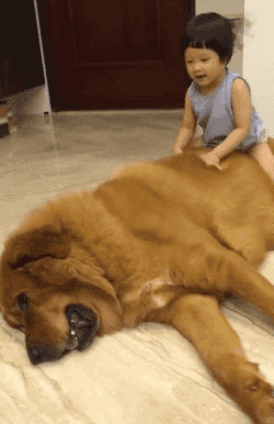 strangelykt:  amy—jean:  Little Girl Plays on Gentle Giant Tibetan Mastiff  