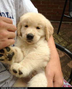 aplacetolovedogs:  Gorgeous Golden Retriever puppy Rory, so cute and so fluffy with the most lovable kissable paws! For more cute dogs and puppies