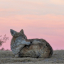 canis--latrans