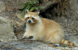 dawwwwfactory:  Golden Trash panda. Click here for more adorable animal pics!