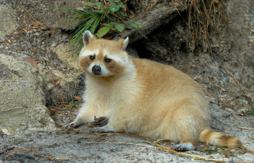 handsomesorcerer:ezziblack:awwcutepets:Golden Trash panda.@lauranis its a shiny