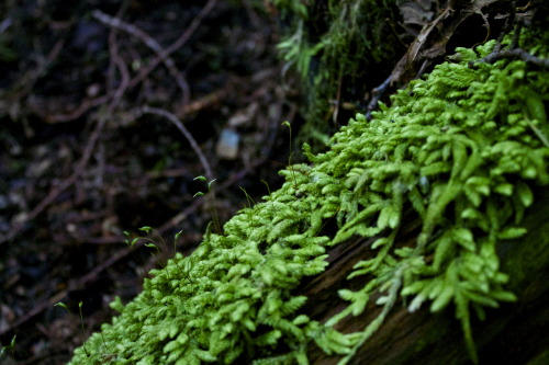 Bryophyta of British Columbia, Monty Davidson. 