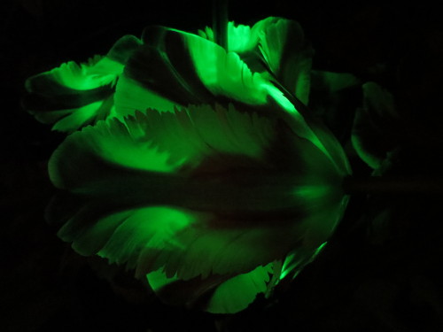 Parrot Tulips playing in the dark