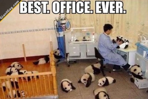 giantgag:  Best Office EverClick the pic to see full content!Follow :@GiantGag