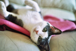 priveting:  Sleepy by abitetley on Flickr.