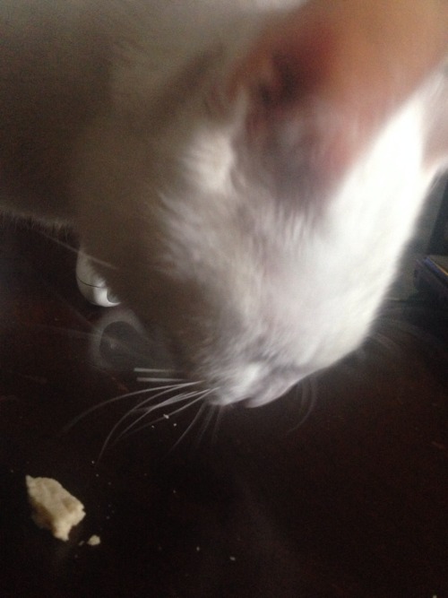 can we just talk about how my cat is eating my poptart