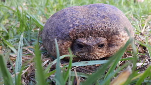 toadschooled:A Cape rain frog [Breviceps gibbosus] unimpressed with the quality of photographer Van 