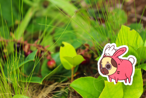 pugliepug: Petit Puglies in the wild?They’re rare, but they’re there! Though an easier a