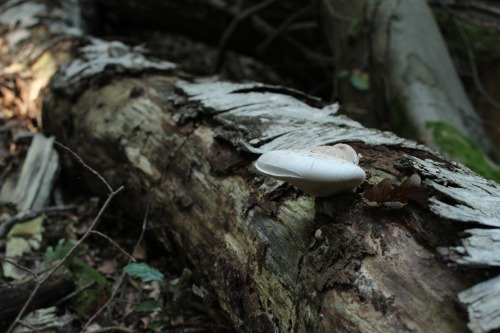 nicchessa: Mushrooms are so pretty! And I found a lot of them today