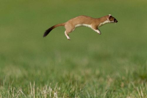 thecamcat: manafromheaven: thecutestofthecute: toastoat:i love stoats so much please help what are u