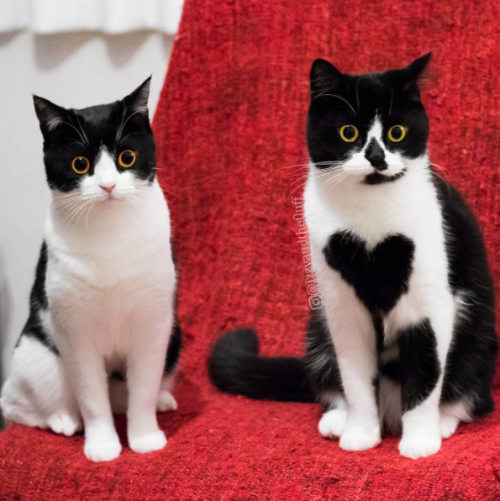 annethecatdetective: catsbeaversandducks: Izzy &amp; Zoë  “We are sisters!&rdquo