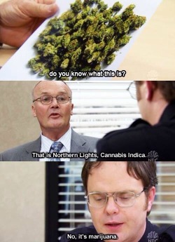 hydroponic-chronic:  reddlr-trees:  When my parents find my weed   Lmao