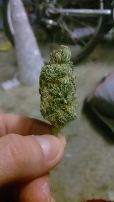 bunnersparadise:  Nug of Grapefruit Diesel