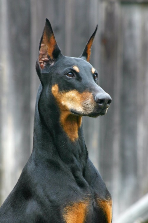pionaire:intelligent, alert, and loyal companion dog. guard dog
