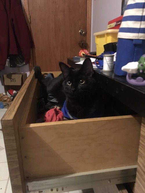 Dresser kitten.