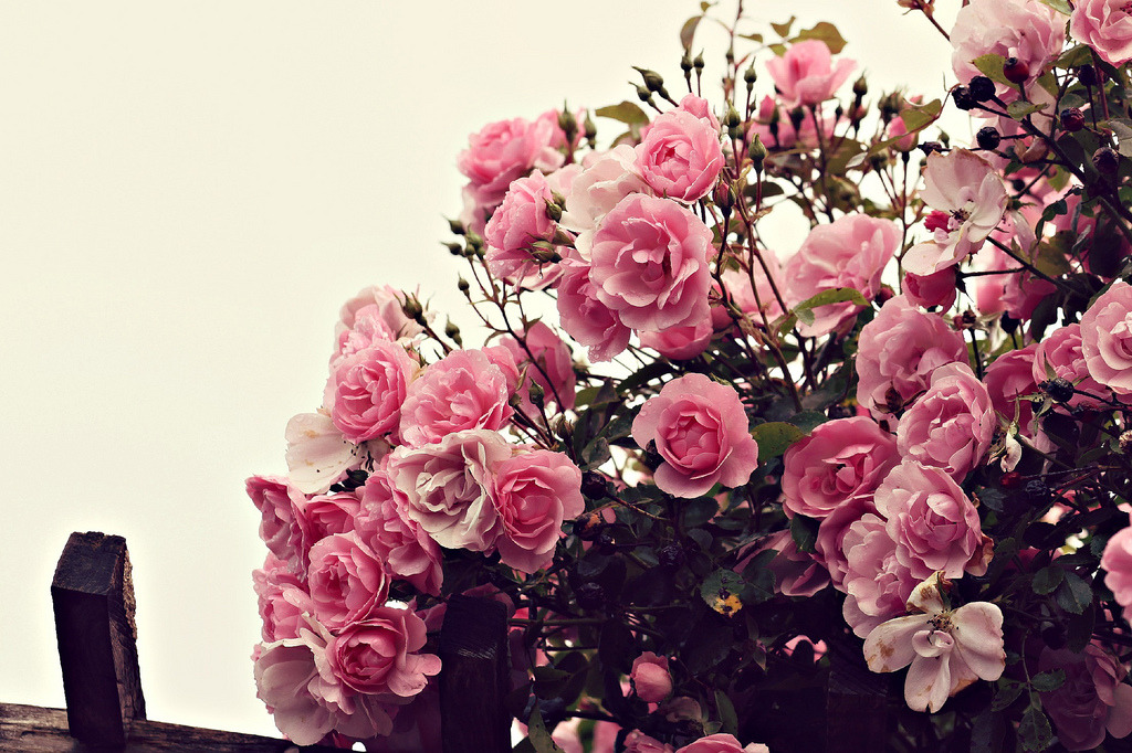 jacindaelena:by Mahouarn