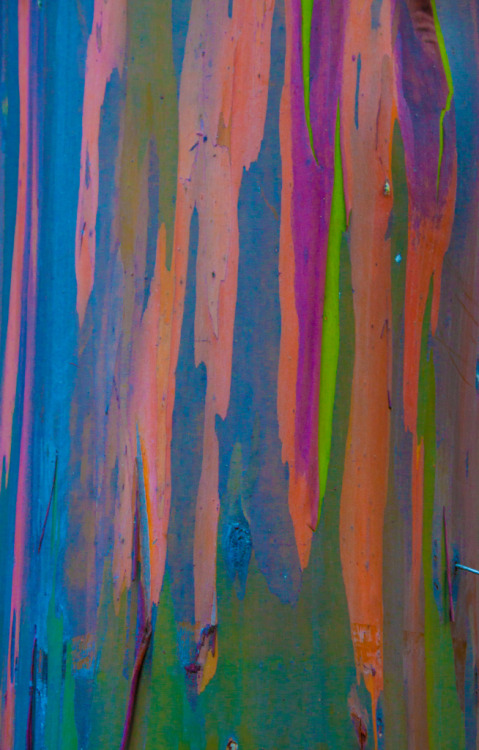 glasswing-butterfly: olivias-universe: rainbow trees.. These Rainbow Eucalyptus are amazing. they sh