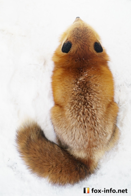 everythingfox: Now this is what I call a loaf. A true bread-boy