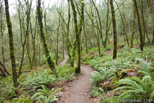 Spencer Butte Trail, Eugene, Oregon