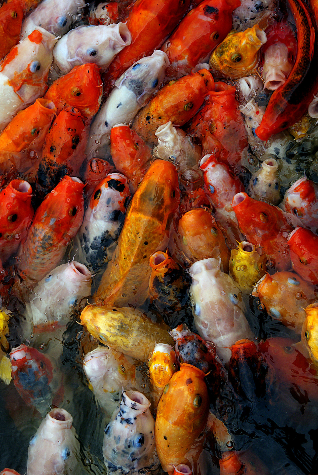 musts:  © Bernard Spragg Koi (Nishikigoi) 
