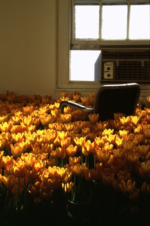 showslow:  Bloom - 28,000 Potted Flowers Installed at the Massachusetts Mental Health Center by Anna Schuleit 