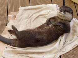 kangamommy:  phogna–bologna:  maggielovesotters: Otterly relaxed  Source:https://twitter.com/muny_seaotter/status/631528107824934912 otterpupps  Is that otter wearing a belt?  This made me smile. 