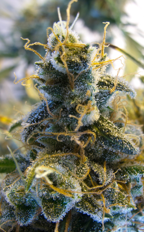 grow-your-weed: Never pay for cannabis again - Click here