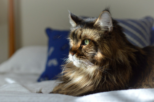 Ben the Maine Coon in striped sunlight. (Jan 2018)