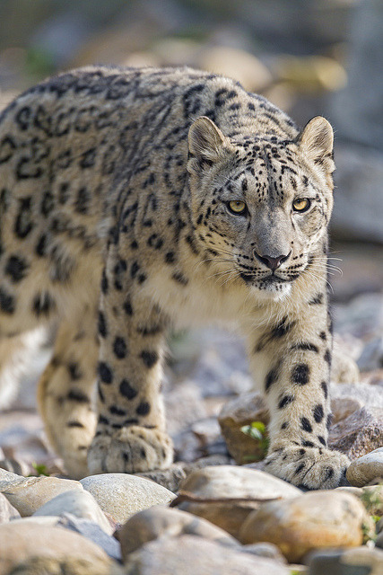 Walking snow leopard… by Tambako the Jaguar on Flickr.