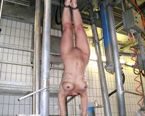 dolcettmeatone: I like that kind of pictures. Females are in a processing plant.