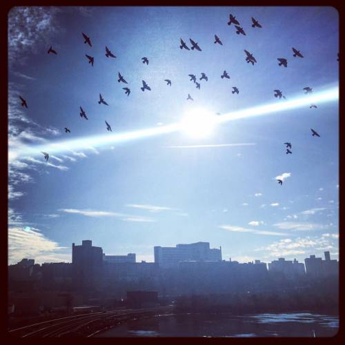 For the birds. #inwood #marblehill #travel #manhattan #bronx #newyork #nyc #explore #exploring #look