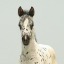 hoofbeatsofmysoul