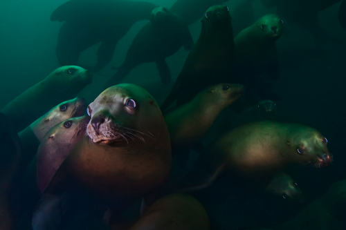 nubbsgalore: a selection of photographs from david hall’s beneath cold seas, taken in the waters off