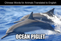 tastefullyoffensive:  Chinese Words for Animals