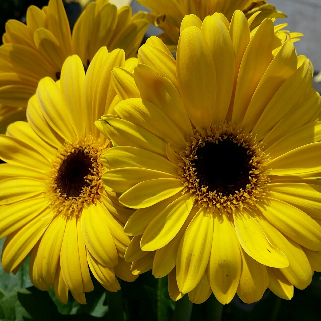 artsily:  I now understand why van gogh was so in love with the color yellow. 🌻