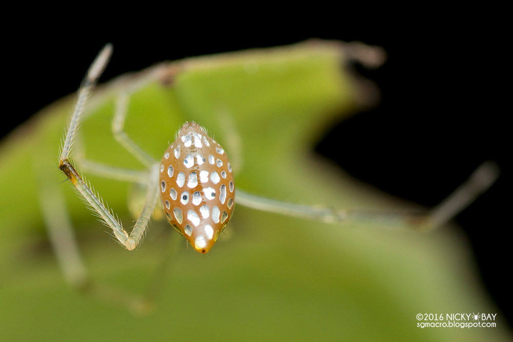 itscolossal:  Photographer Nicky Bay Documents Mirror Spiders Adjusting their Silver