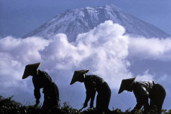 thekimonogallery:  Harvesting below Mt Fuji.  1961, Japan 